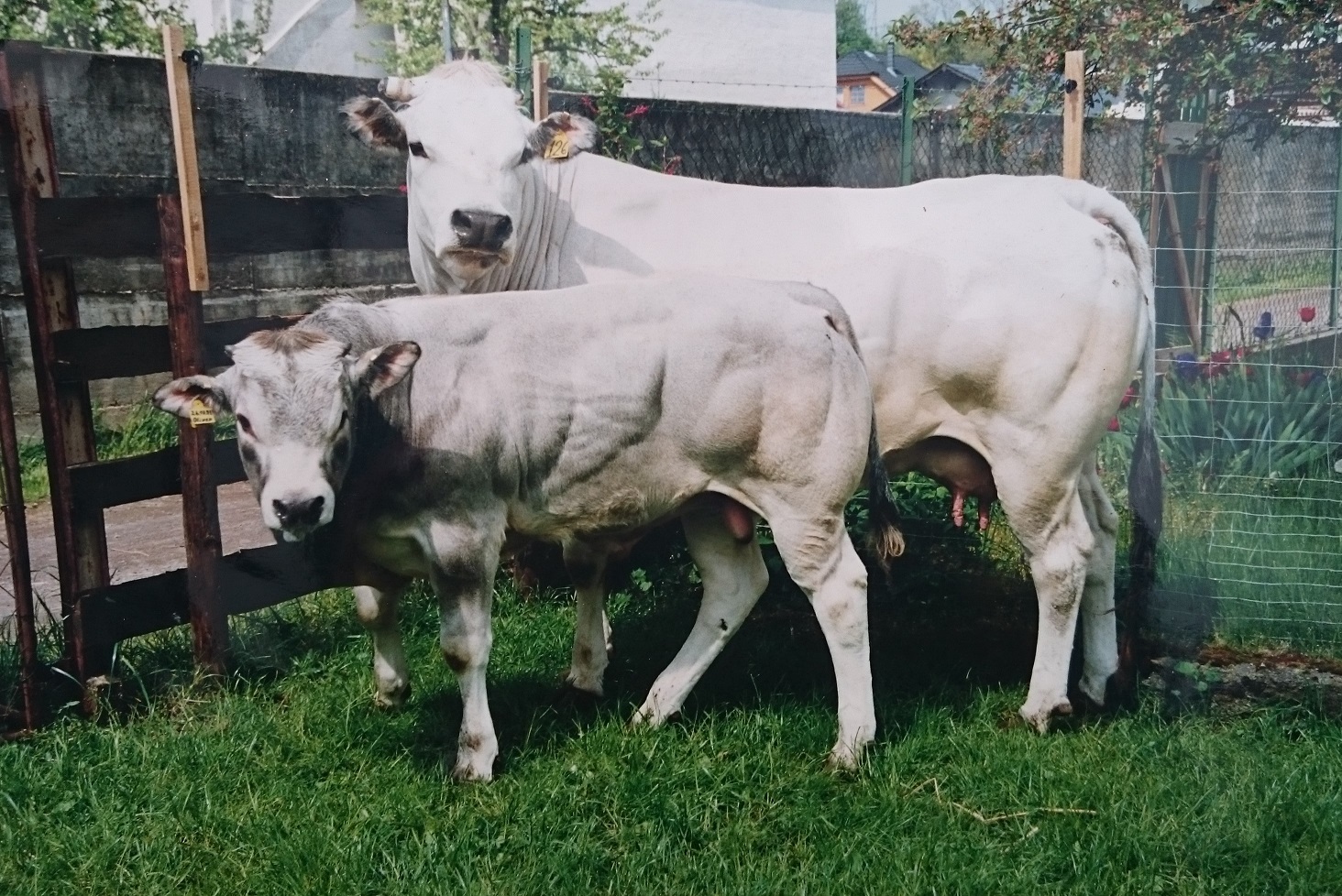 Piemonteserkuh mit großem Bullenkalb